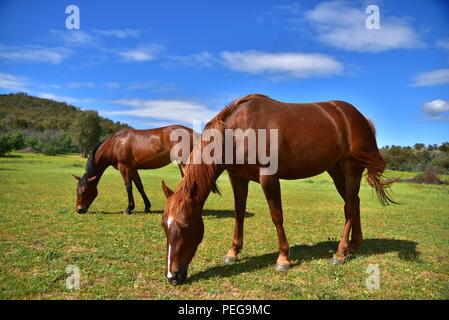 Pferd essen Gras in einer Farm Stockfoto