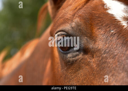 Nahaufnahme des Pferdes Stockfoto