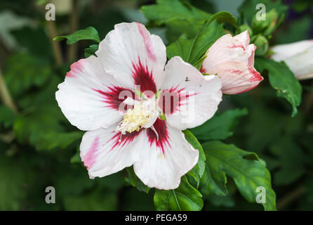 Hibiscus syriacus 'Red Heart' Blume (Rose von Sharon, Rose Mallow, Baum Malve) im Sommer in West Sussex, England, UK. Stockfoto