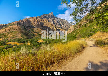 Gelbe Gras in Provo Canyon an einem sonnigen Tag bei Sonnenuntergang und Blick auf den Squaw Peak. Stockfoto