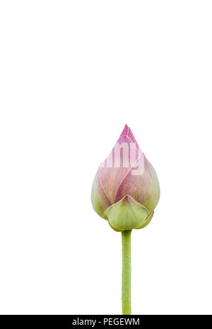 Die blühenden Lotus Blüten sind Grün auf dem weißen Hintergrund, verwendet werden, da eine Abbildung in der Landwirtschaft und symbolische des Buddhismus in Thailand. Stockfoto