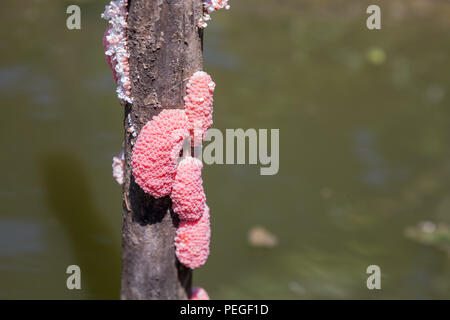 Die apfelschnecken Eier mit einem natürlichen Hintergrund werden als Illustrationen in der landwirtschaftlichen Arbeit verwendet. Stockfoto