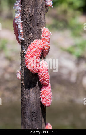 Die apfelschnecken Eier mit einem natürlichen Hintergrund werden als Illustrationen in der landwirtschaftlichen Arbeit verwendet. Stockfoto