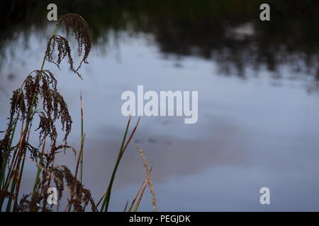 Gelenkwelle Zweig Rush (Baumea Articulata) entlang der Küste Stockfoto