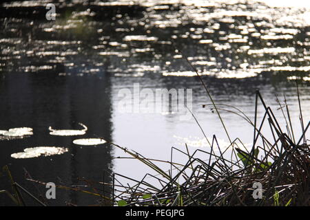 Knorrige Club Rush (Isolepis Nodosa) Entlang der Water's Edge Stockfoto