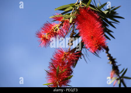 Creek Bottlebrush (Callistemon viminalis) Stockfoto