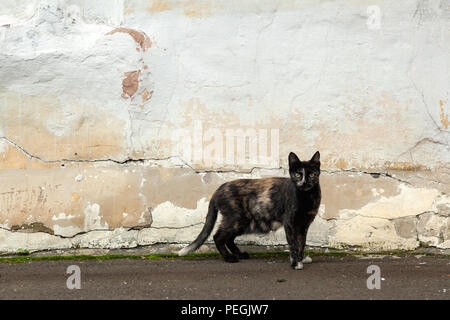 Eine schwarze dünne Katze mit Spots steht auf dem Hintergrund eines alten schäbigen Wand auf die Straße und sieht in die Kamera. Das Konzept einer Stray Animal Katze. Stockfoto