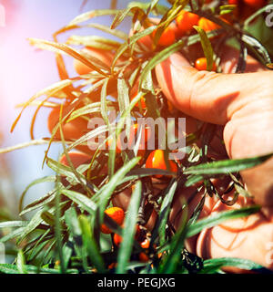Nahaufnahme der Mann hält in der Hand Zweig der orange Sanddorn Beeren mit Beeren Sanddorn und grüne Blätter Stockfoto