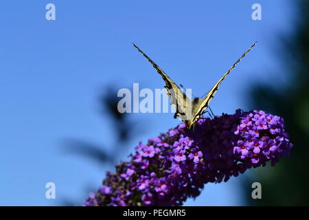 Schwalbenschwanz Schmetterling auf dem Hintergrund des blauen Himmels-Kontur der Flügel Stockfoto