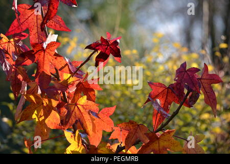 (Liquidambar sweetgum) Herbst dekorative Lila Blätter (5-Stern-Form) Stockfoto