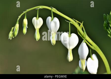 Weißen Herzen - Lamprocapnos californica 'Alba' Schießen mit Blumen auf einem grünen Hintergrund Stockfoto