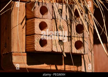 Home für ein Maurer Biene (Osmia bicornis) - drei Zimmer belegt Stockfoto