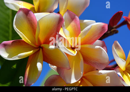 Frangipani Blüten, auch bekannt als Plumeria.  Eine Gattung von Blütenpflanzen in der Definitionen Familie, Lobelia Stockfoto