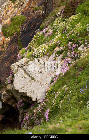 Großbritannien, Wales, Anglesey, South Stack, wilde Blumen auf einer Klippe an der RSPB Ellin's Tower Vogelbeobachtung Punkt Stockfoto