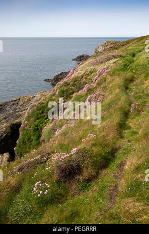 Großbritannien, Wales, Anglesey, Trearddur Bay, wilde Blumen wachsen neben clifftop Pfad Stockfoto