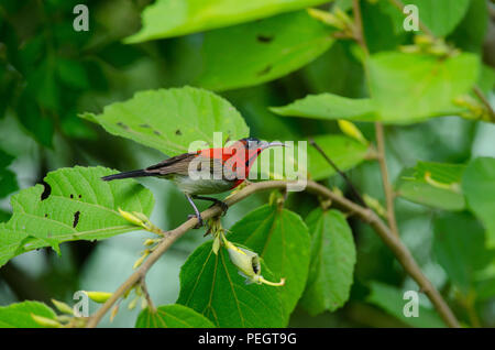 Crimson Sunbird (Aethopyga siparaja) fangen auf Zweig in der Natur Stockfoto