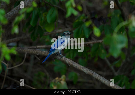 Collared Kingfisher (Todiramphus sanctus) auf Baum Stockfoto