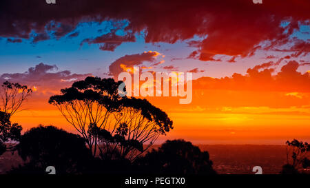 Dramatischer Sonnenuntergang durch Gumtrees von Windy Point, South Australia gesehen Stockfoto