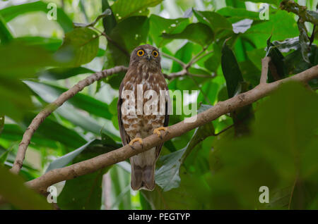 Braun Hawk Owl barsch auf den Baum in der Natur (Ninox scutulata) Stockfoto