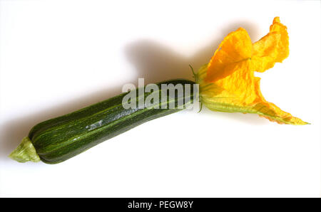 Zucchini, Curcurbita pepo,, Kuerbis, Zucchetti Stockfoto