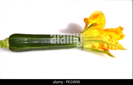 Zucchini, Curcurbita pepo,, Kuerbis, Zucchetti Stockfoto