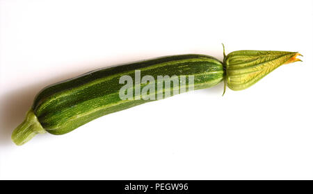 Zucchini, Curcurbita pepo,, Kuerbis, Zucchetti Stockfoto