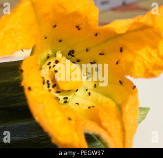 Zucchini, Curcurbita pepo,, Kuerbis, Zucchetti Stockfoto