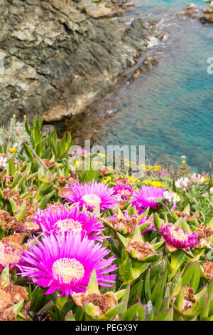 Carpobrotus ist eine Gattung der Boden - Kletterpflanzen mit saftigen Blätter und große Daisy - wie Blumen. Stockfoto