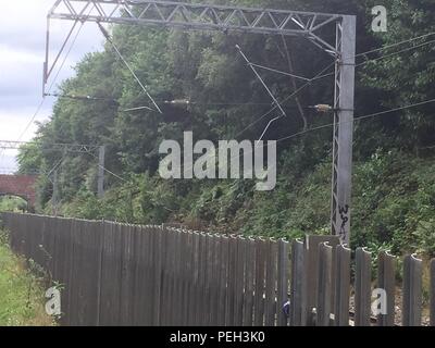 Birmingham, Großbritannien. 14. August 2018. Ein Baum auf der Bahnstrecke zwischen Universität und fünf Wege, Stationen und beträchtliche Schäden an der Oberleitung. Dies war das zweite mal in da viele Wochen, dass ein Baum die Positionen in diesem Standort geschlossen hat, was zu erheblichen Störungen. Credit: Kevin Coy/Alamy leben Nachrichten Stockfoto