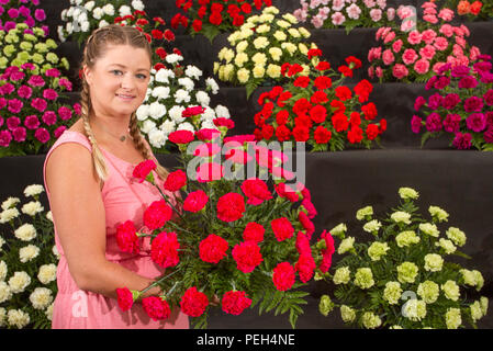 Southport, Merseyside, Großbritannien. August 2018. Shelley Harrison aus Liverpool Wholesale Flowers am letzten Tag der Vorbereitungen für Flower Show als Aussteller, Gartendesigner und Blumenkünstler fügen den letzten Schliff zu den Ausstellungsstücken hinzu, die die Besucher dieser berühmten jährlichen Veranstaltung begeistern werden. Stockfoto