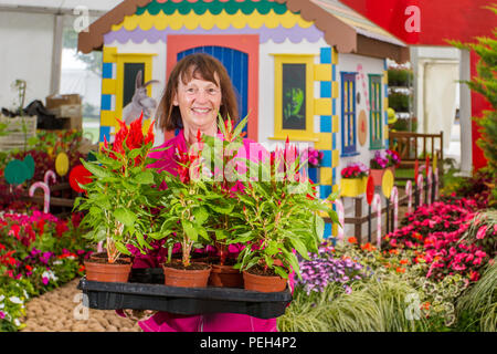 Southport, Merseyside, UK. 15 Aug, 2018. Diana Clare von HMP Farm Manager bei Kirkham Gefängnis am letzten Tag der Vorbereitungen für Flower Show als Aussteller, Garten Designer, und floralen Künstler hinzufügen, um den letzten Schliff an die Exponate die Besucher zu diesem berühmten jährlichen Ereignis zu Wow. Kredit; MediaWorldImages/AlamyLiveNews Stockfoto