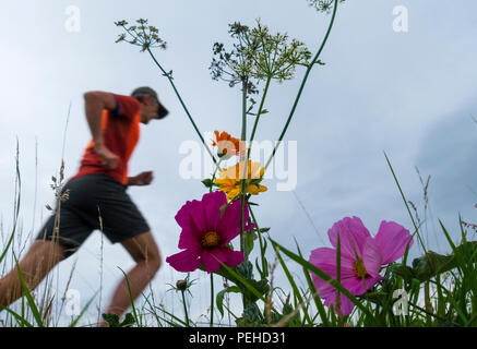 Jogger an Wildblumen auf kurz am Straßenrand gepflanzt, Großbritannien Stockfoto