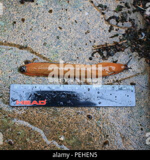 Bedfordshire Großbritannien 16. August 2018. UK Wetter: Regen bringt ein giant Slug auf der Suche nach Nahrung in Luton, Bedfordshire, England Großbritannien Stockfoto