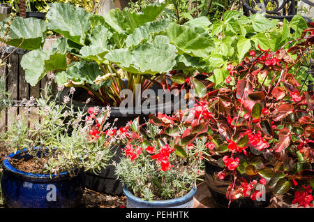 Ein mini-potager Garten auf eine kleine Terrasse mit Begonien, Lavendel, Rhabarber und Zwerg Bohnen, alle wachsen in der Pflanzer auf Steinplatten oder Kies in Großbritannien Stockfoto