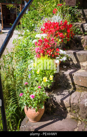 Floral planters auf Steintreppe zu einem Ferienhaus in Cockington Devon, Großbritannien Stockfoto