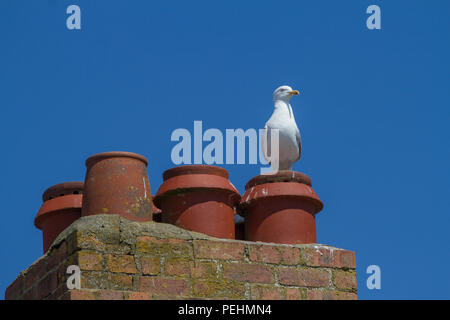 Silbermöwe. Larus argentatus. Einzelne Erwachsene auf chimney pot thront. Dumfries und Galloway. Schottland. Stockfoto