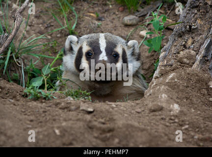 Badger stößt seinen Kopf aus der Höhle und mit Blick auf den Betrachter, in Yellowstone National Park, Wyoming, USA. Stockfoto