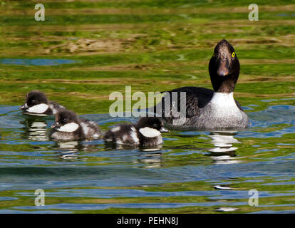 Schellente Mutter und Entenküken schwimmen auf einem Teich, Yellowstone National Park, Wyoming, USA Stockfoto