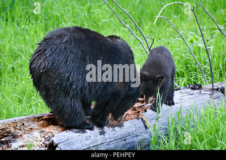 Eine Mutter schwarz tragen und ihr Junges dig in einem morschen gefallen Anmelden für Bugs zu essen, Yellowstone National Park, Wyoming, USA. Stockfoto