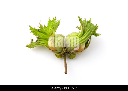 Frische Haselnüsse auf weißem Hintergrund Stockfoto