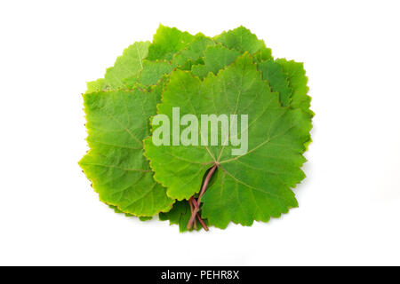 Weinblätter auf weißem Hintergrund Stockfoto