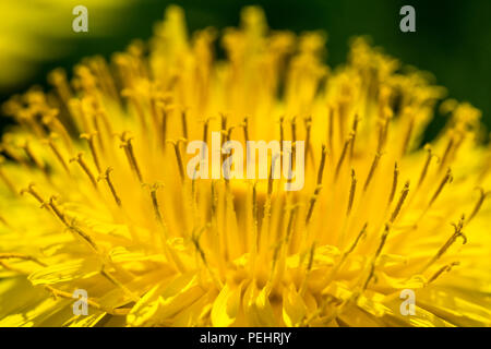 Detail der frischen gelben Blüten von Löwenzahn. Grüne Gras auf Hintergrund, Feder sonniger Tag, makroaufnahme. Stockfoto