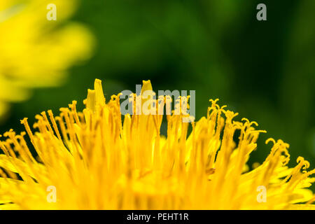 Detail der frischen gelben Blüten von Löwenzahn. Grüne Gras auf Hintergrund, Feder sonniger Tag, makroaufnahme. Stockfoto