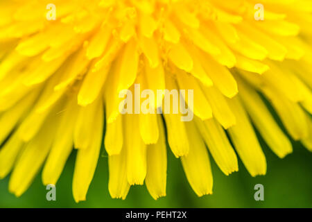 Detail der frischen gelben Blüten von Löwenzahn. Grüne Gras auf Hintergrund, Feder sonniger Tag, makroaufnahme. Stockfoto