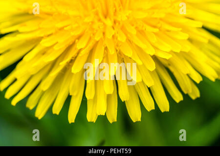 Detail der frischen gelben Blüten von Löwenzahn. Grüne Gras auf Hintergrund, Feder sonniger Tag, makroaufnahme. Stockfoto