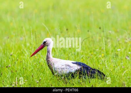 Big White stork Wanderungen auf der grünen Wiese mit frischem Gras und Blumen. Auch als Ciconia ciconia bekannt. Stockfoto