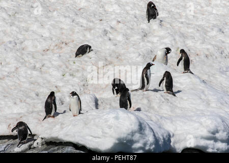 Gentoo Pinguin rookery auf einer South Shetland Inseln Stockfoto