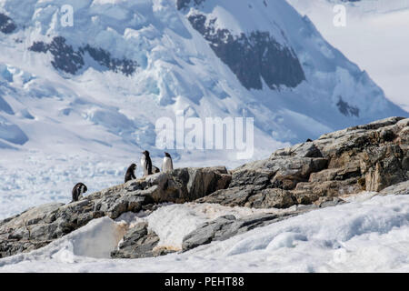 Gentoo Pinguine in der Antarktis Stockfoto