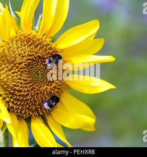 Sonnenblume. Zwei der Hummel auf der blühenden Sonnenblumen Nektar zu sammeln. Sommerhitze Zeit Stockfoto