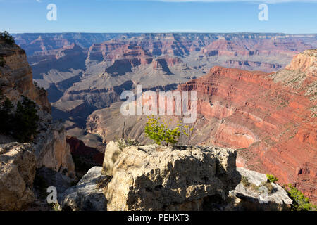 AZ 00269-00 ... Arizona - Blick auf den Colorado River Canyon Der Canyon Rim Trail in der Nähe von Monument Creek Vista, entlang der Einsiedler Straße in Grand entfernt Stockfoto